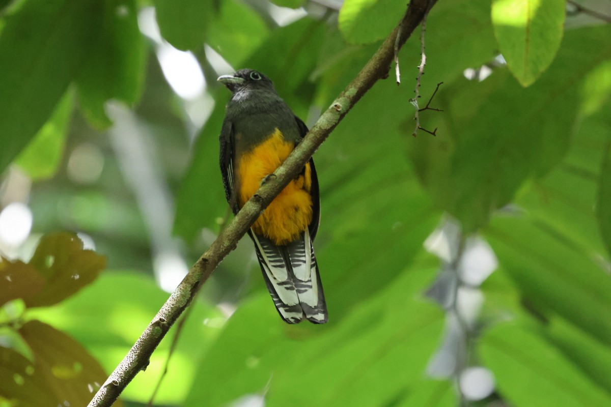 White-tailed Trogon - ML644682819