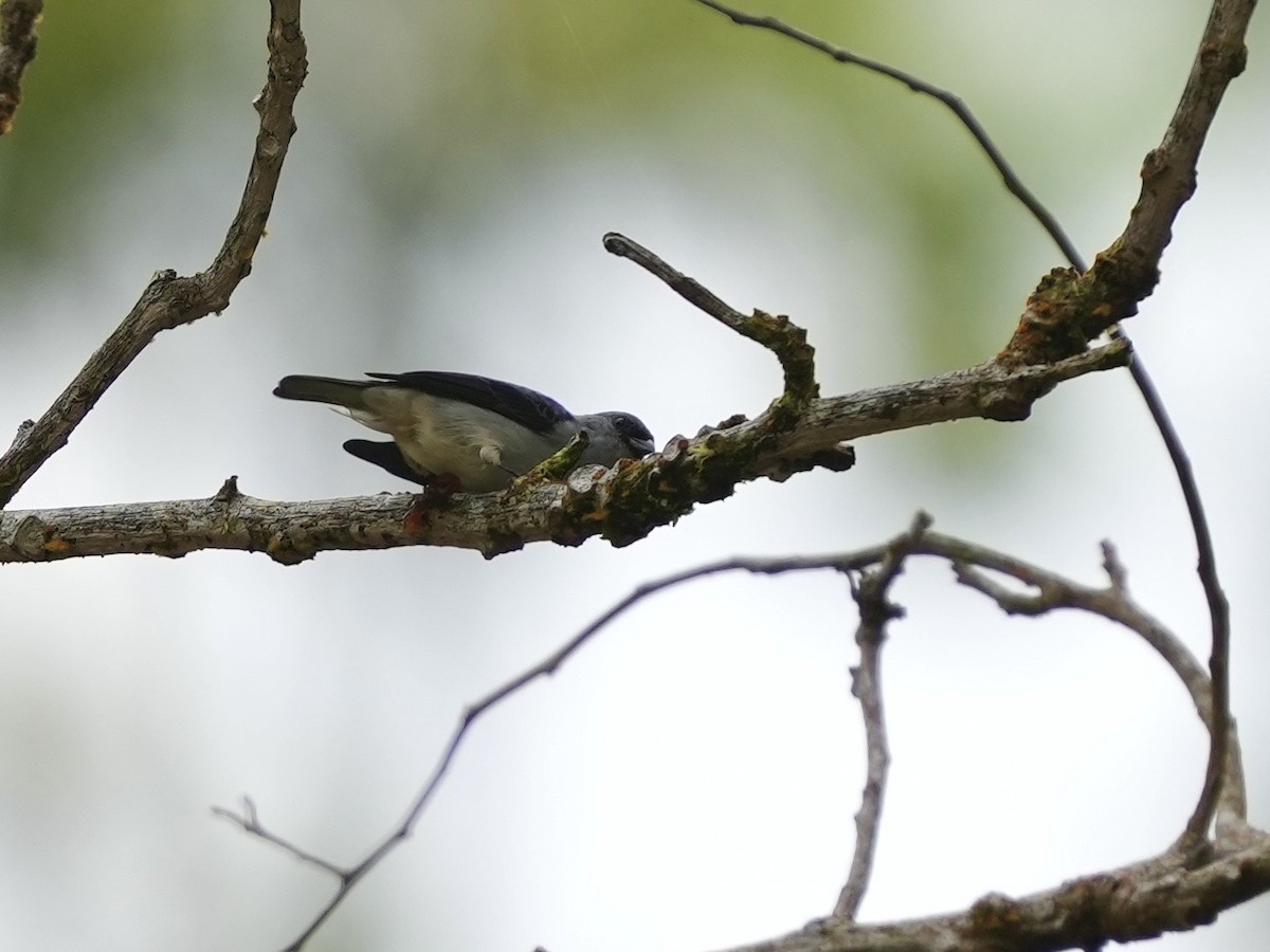 Plain-colored Tanager - ML644682820