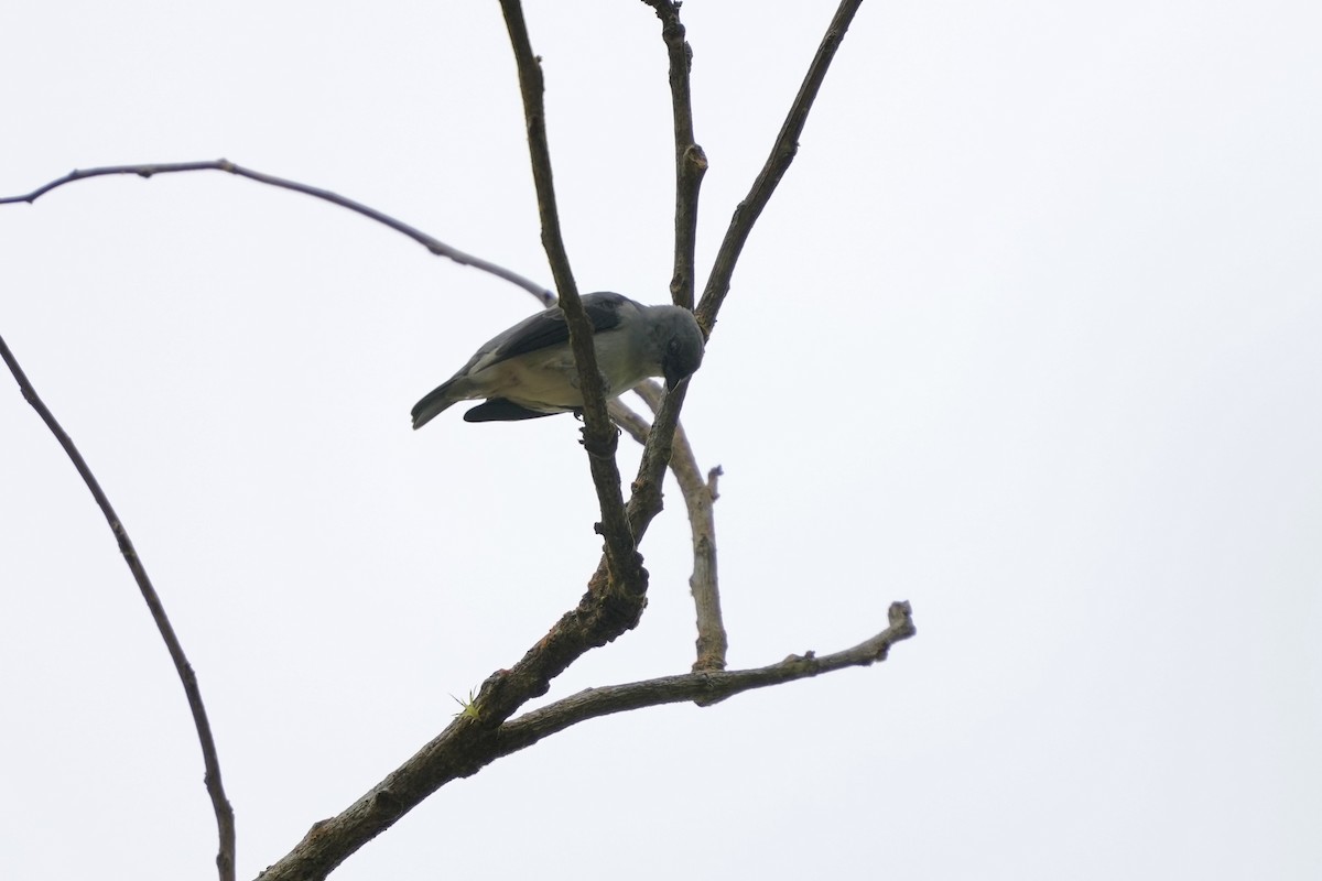 Plain-colored Tanager - ML644682821