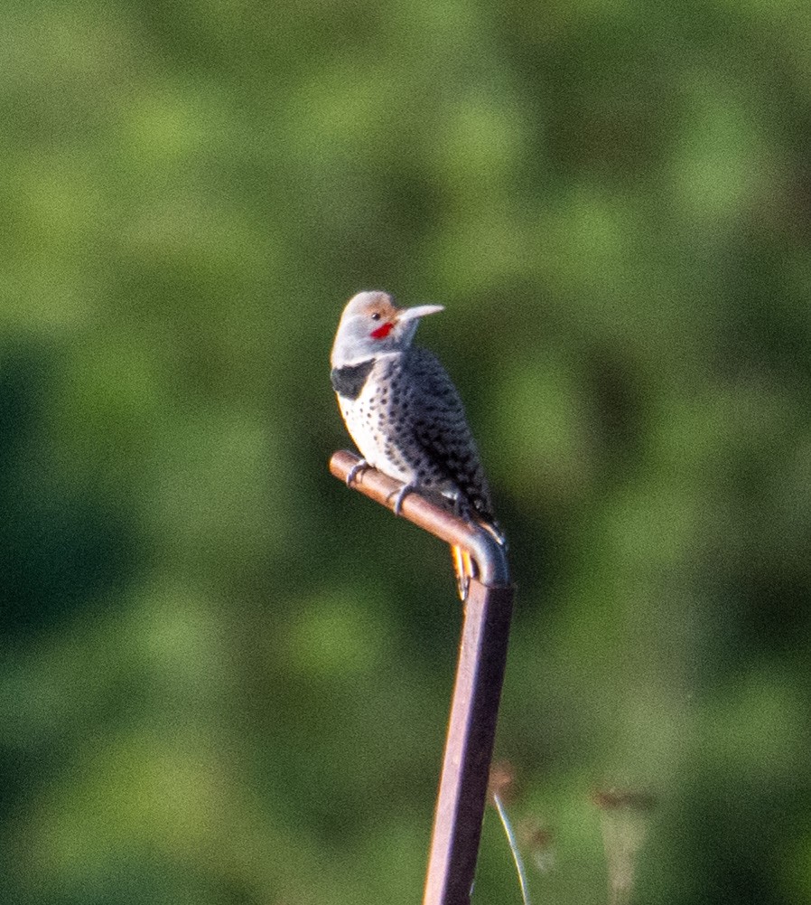 Northern Flicker - ML644682822