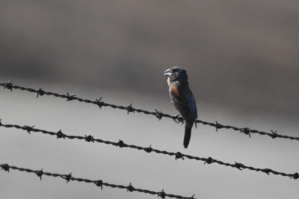 Blue Grosbeak - ML644682824