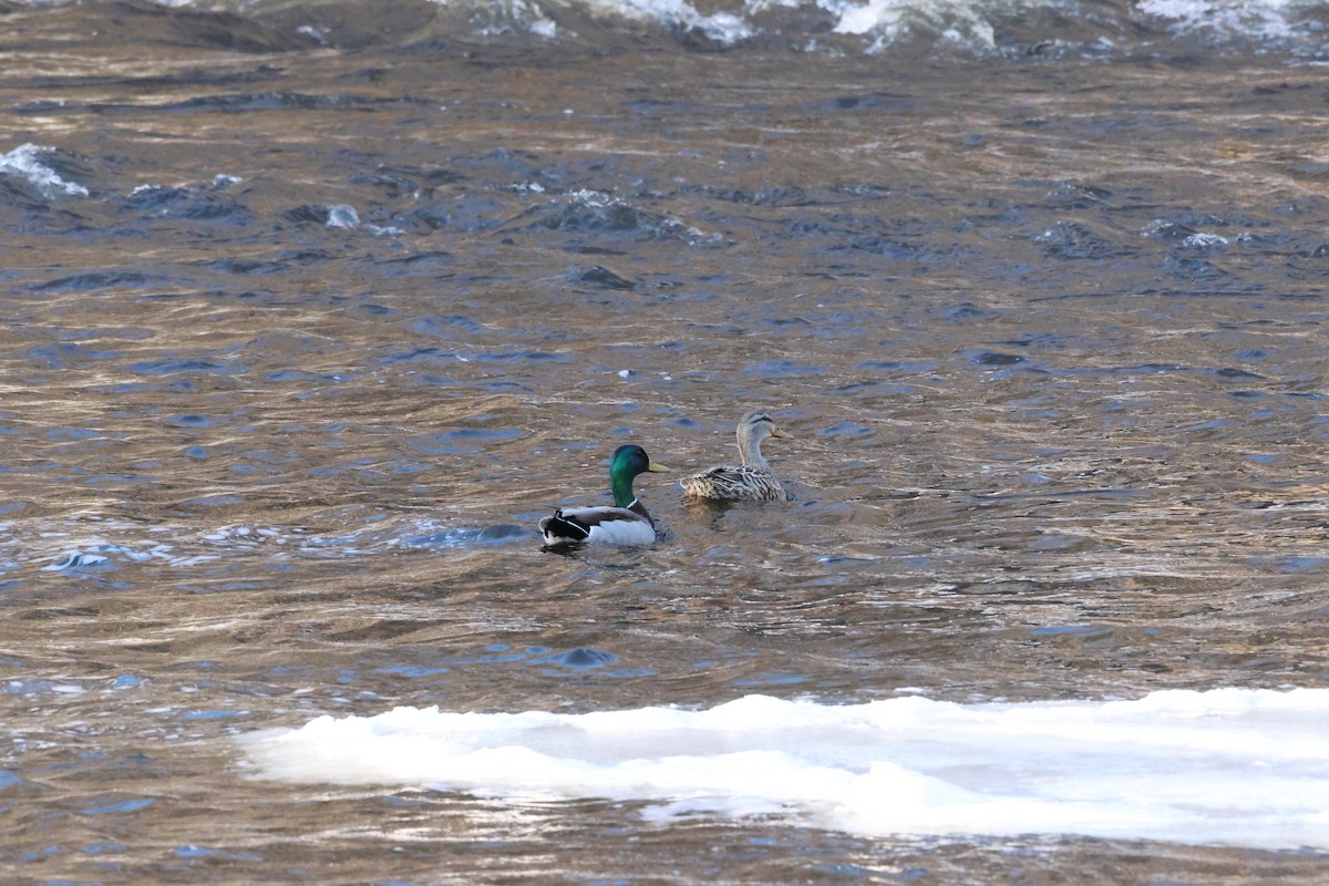 Basahatea - ML644682825