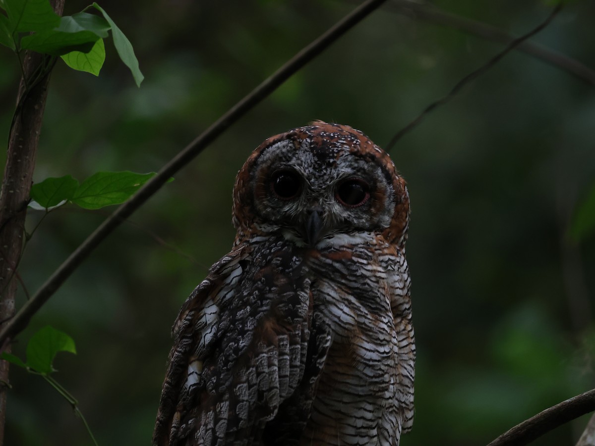 Mottled Wood-Owl - ML644682826