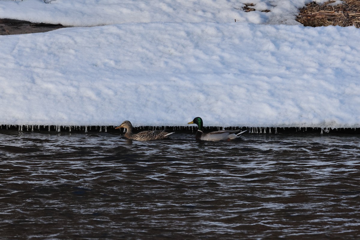 Basahatea - ML644682830