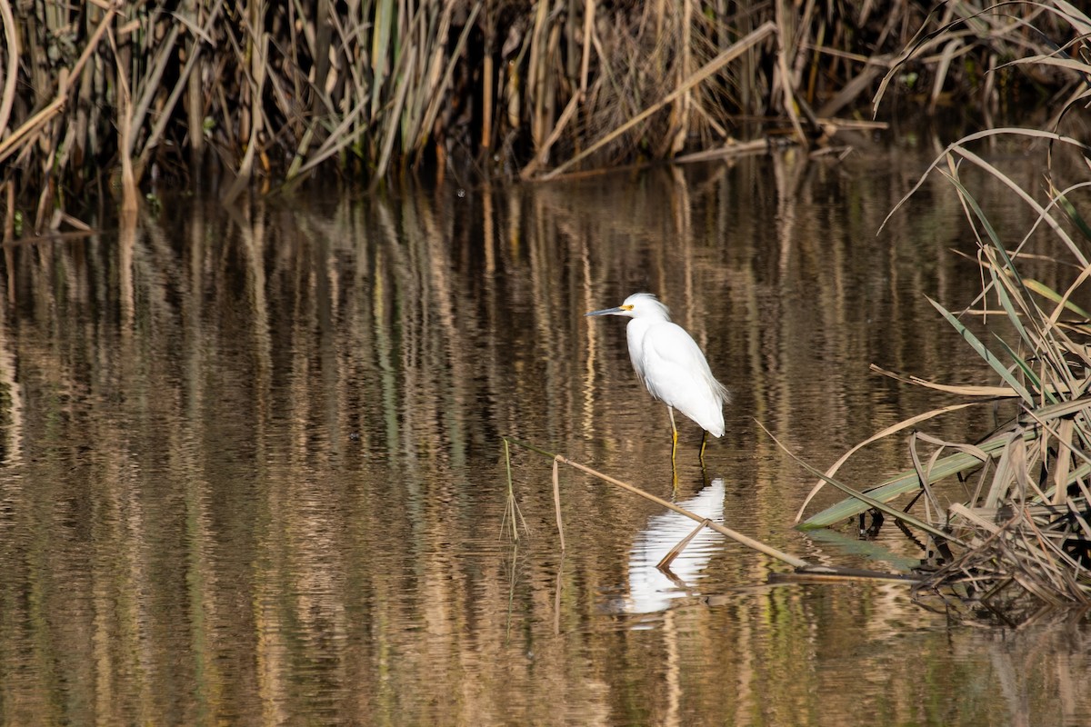 Snowy Egret - ML644682831