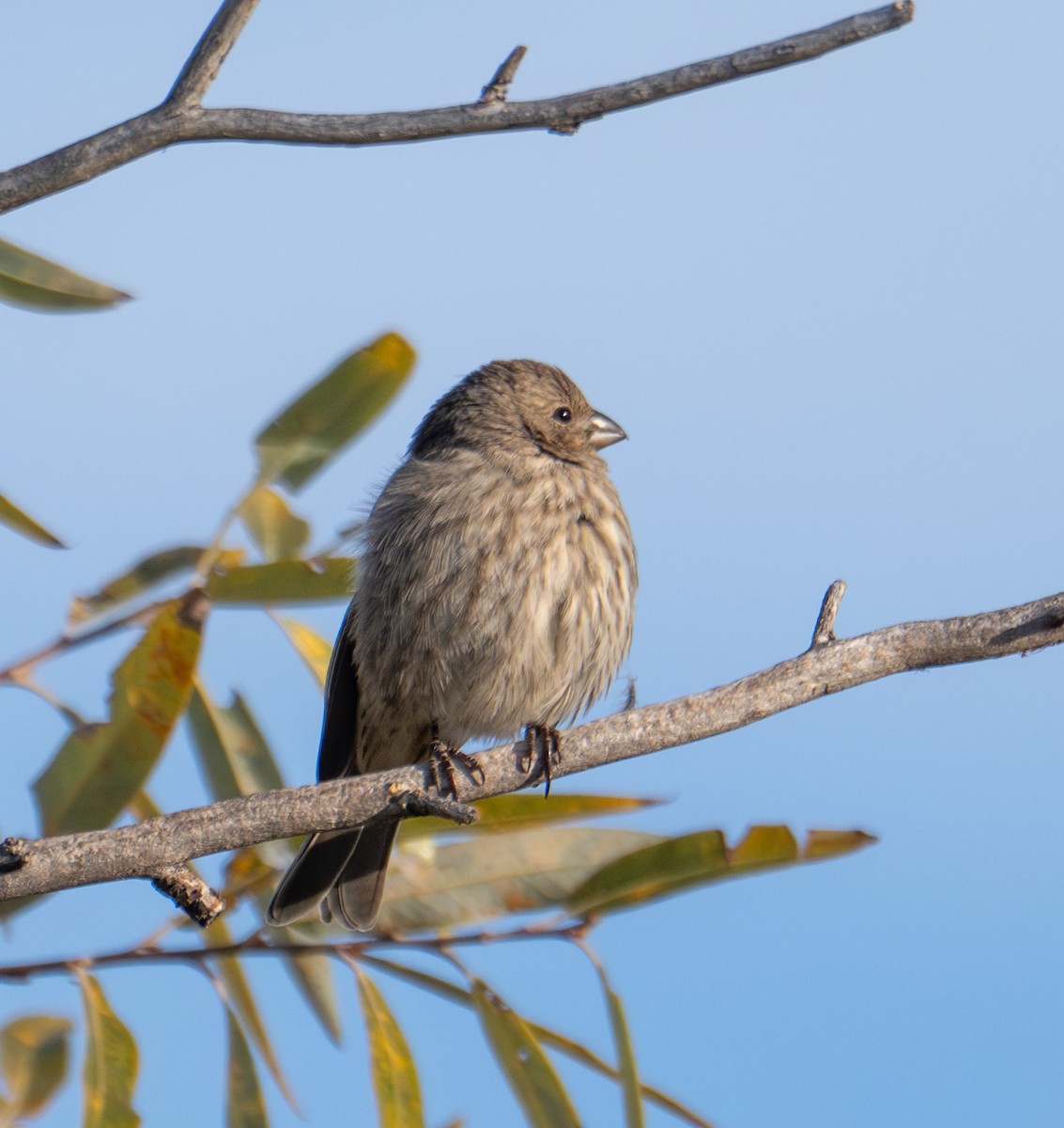 Burugorri arrunta - ML644682832