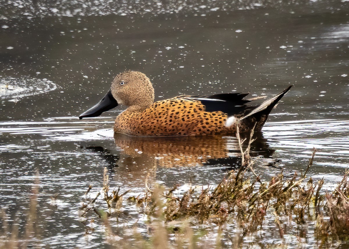 Red Shoveler - ML644682847