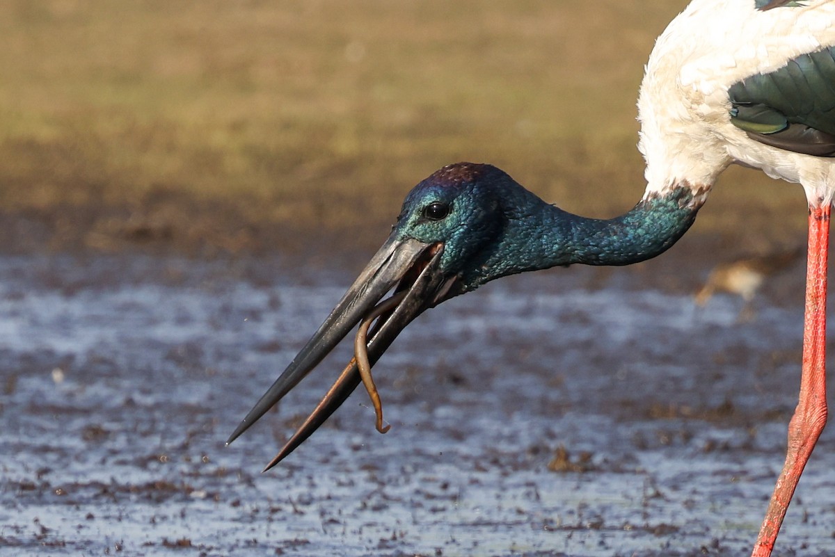 Jabiru d'Asie - ML644682850