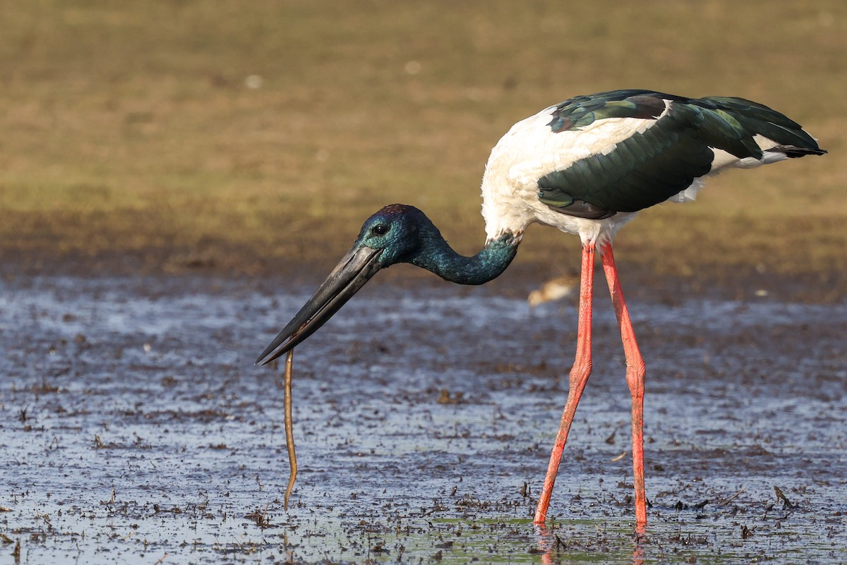 Jabiru d'Asie - ML644682851