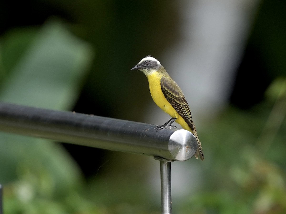 Rotscheitel-Maskentyrann - ML644682852