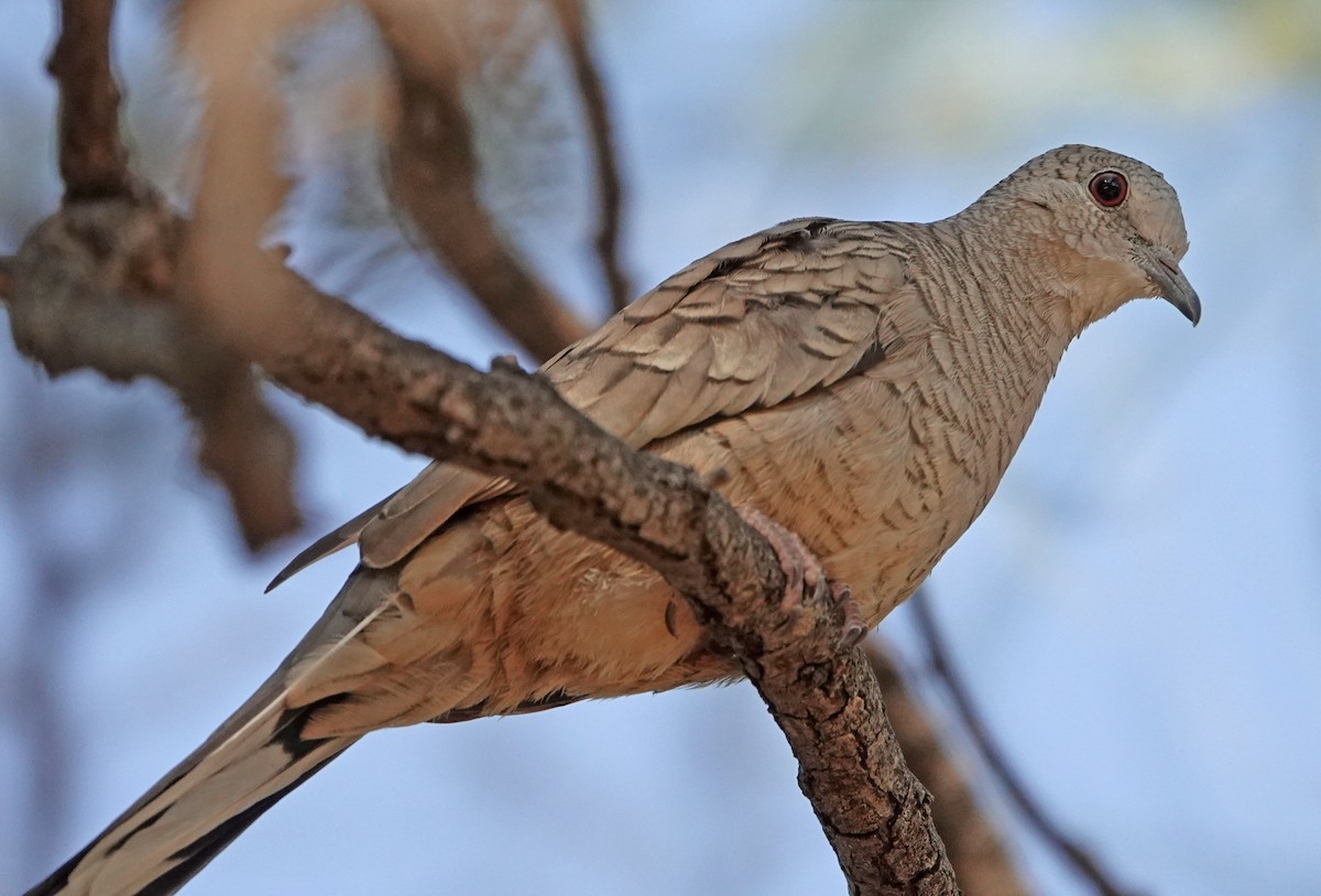 Inca Dove - ML644682855