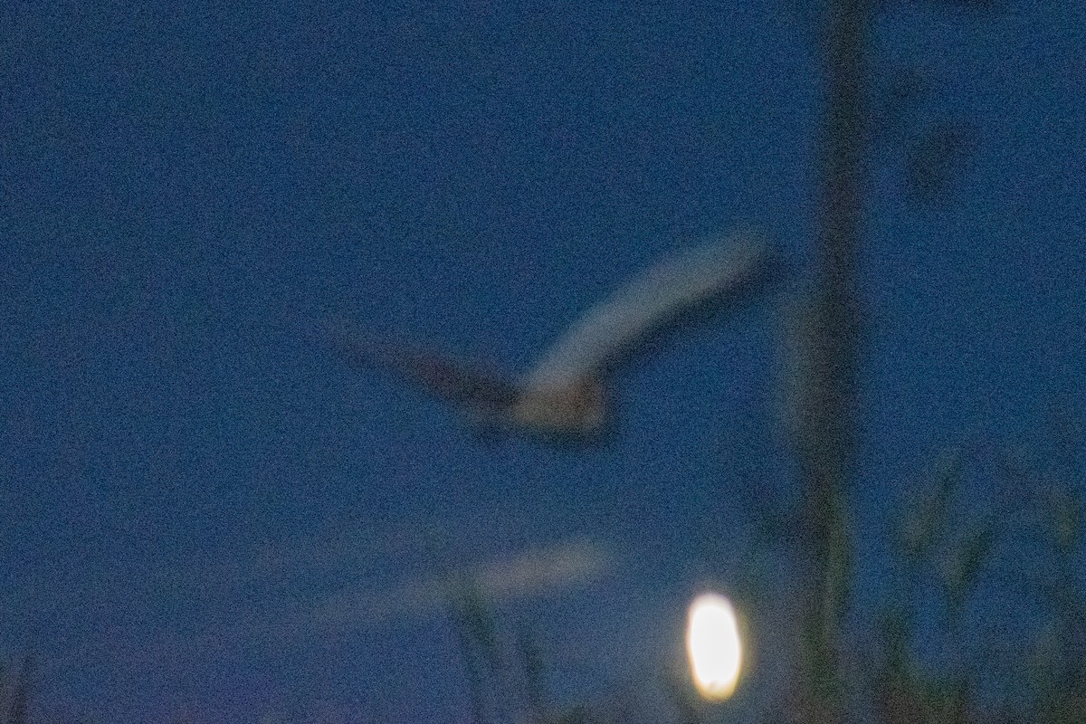 jordugle - ML644682861