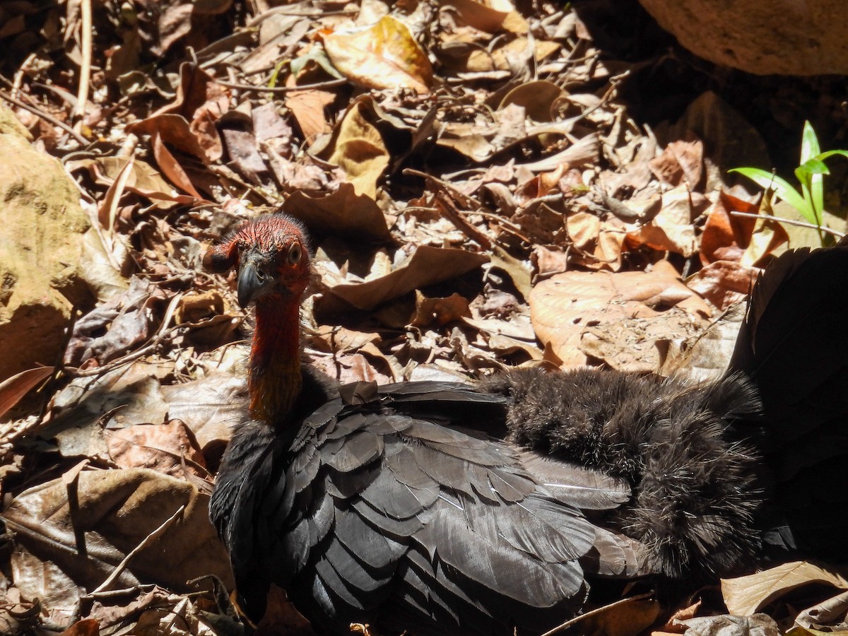 klaveovnhøne - ML644682866