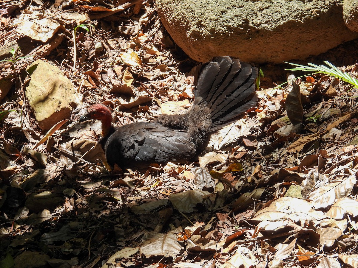 klaveovnhøne - ML644682867