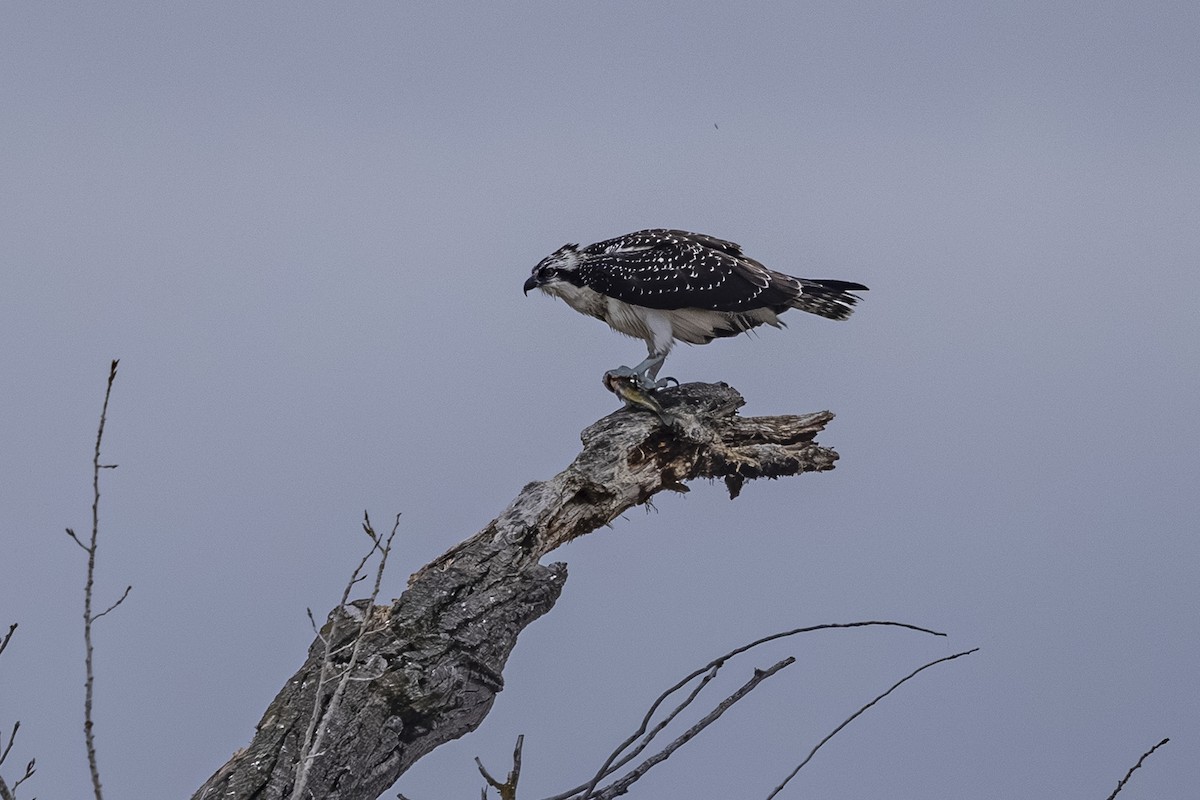 fiskeørn - ML644682870