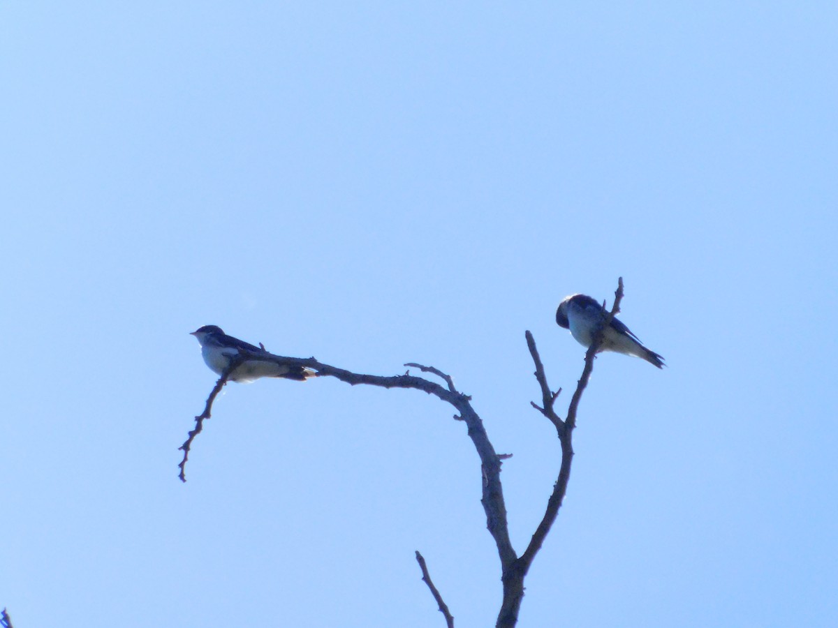 patagoniasvale - ML644682874