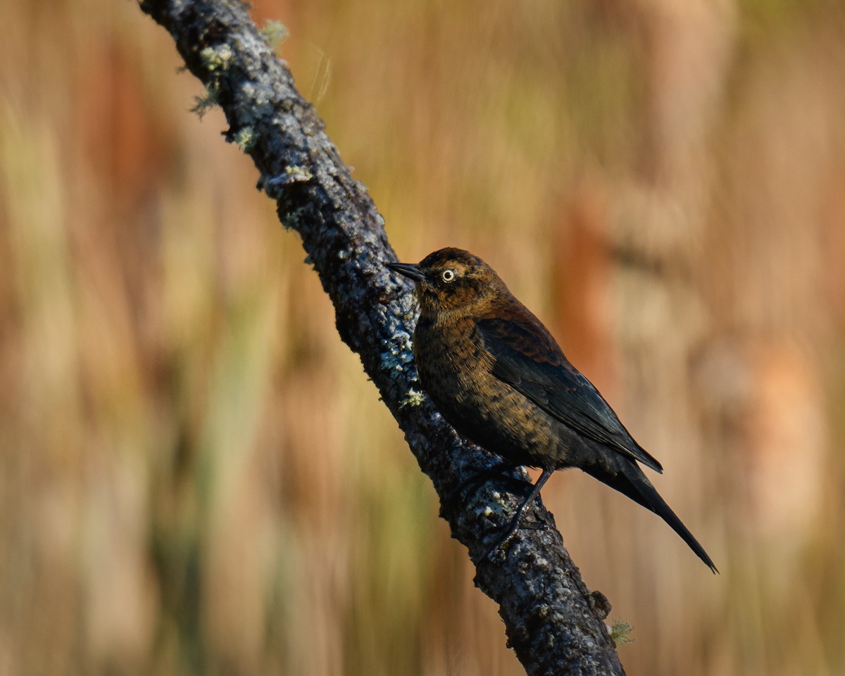 kanadatrupial - ML644682875