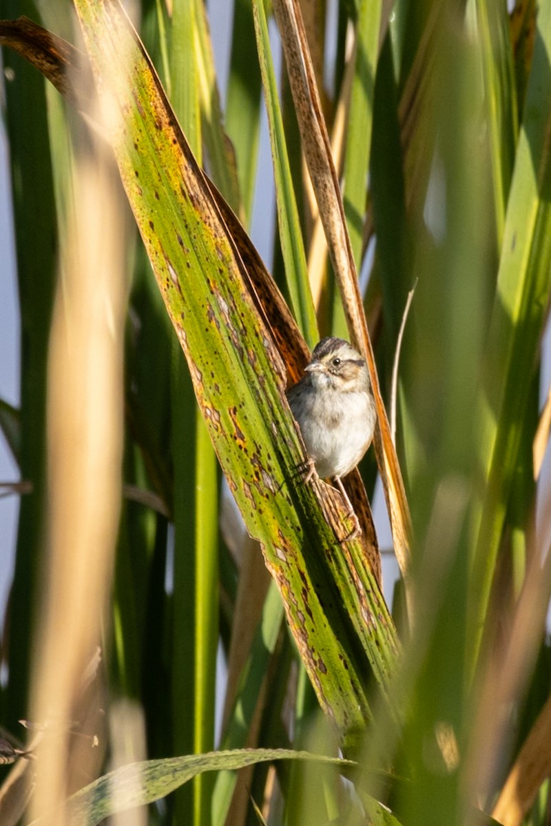 sumpspurv - ML644682877