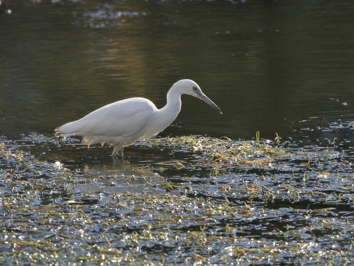 blåhegre - ML644682881