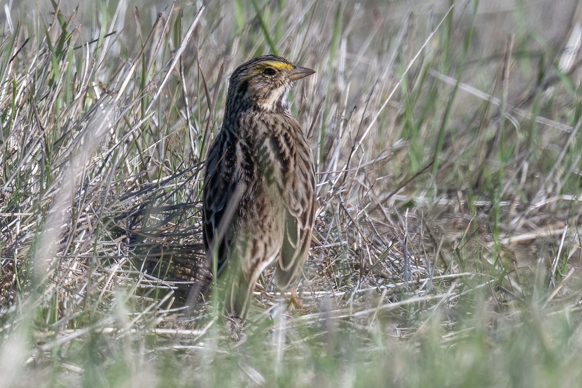 musespurv - ML644682882