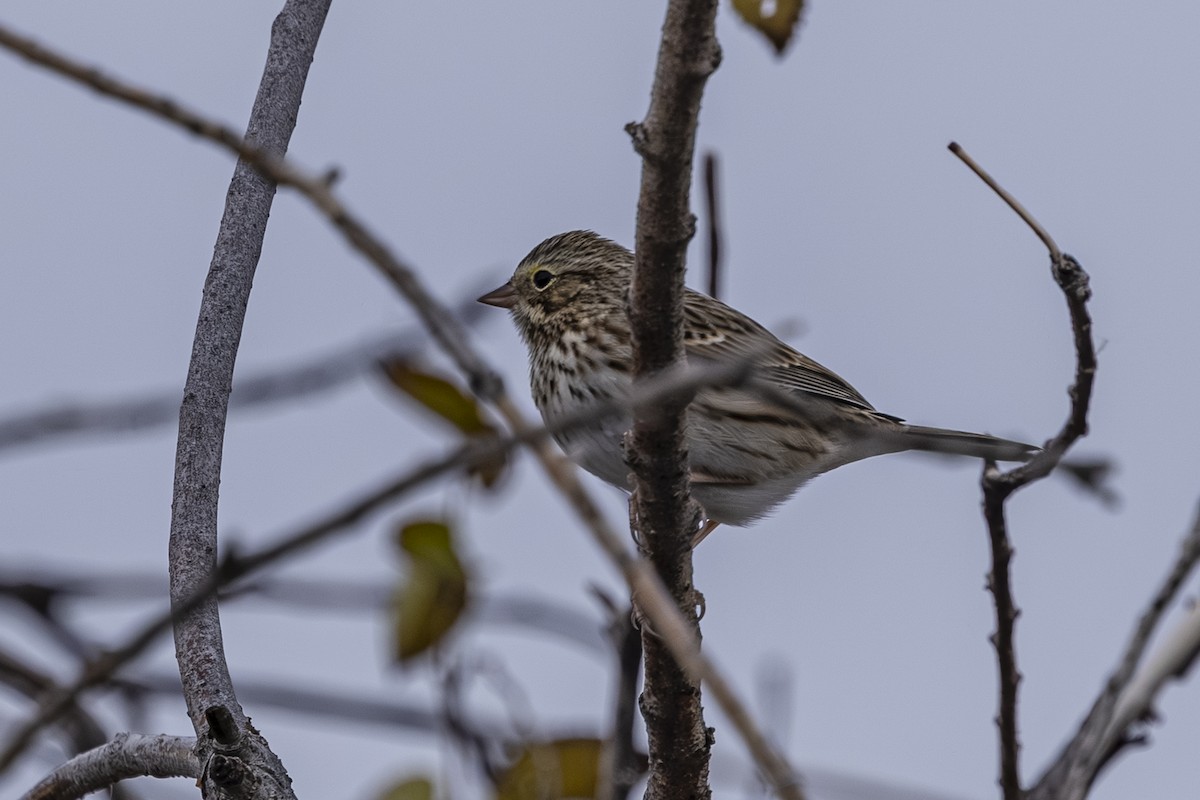 musespurv - ML644682883