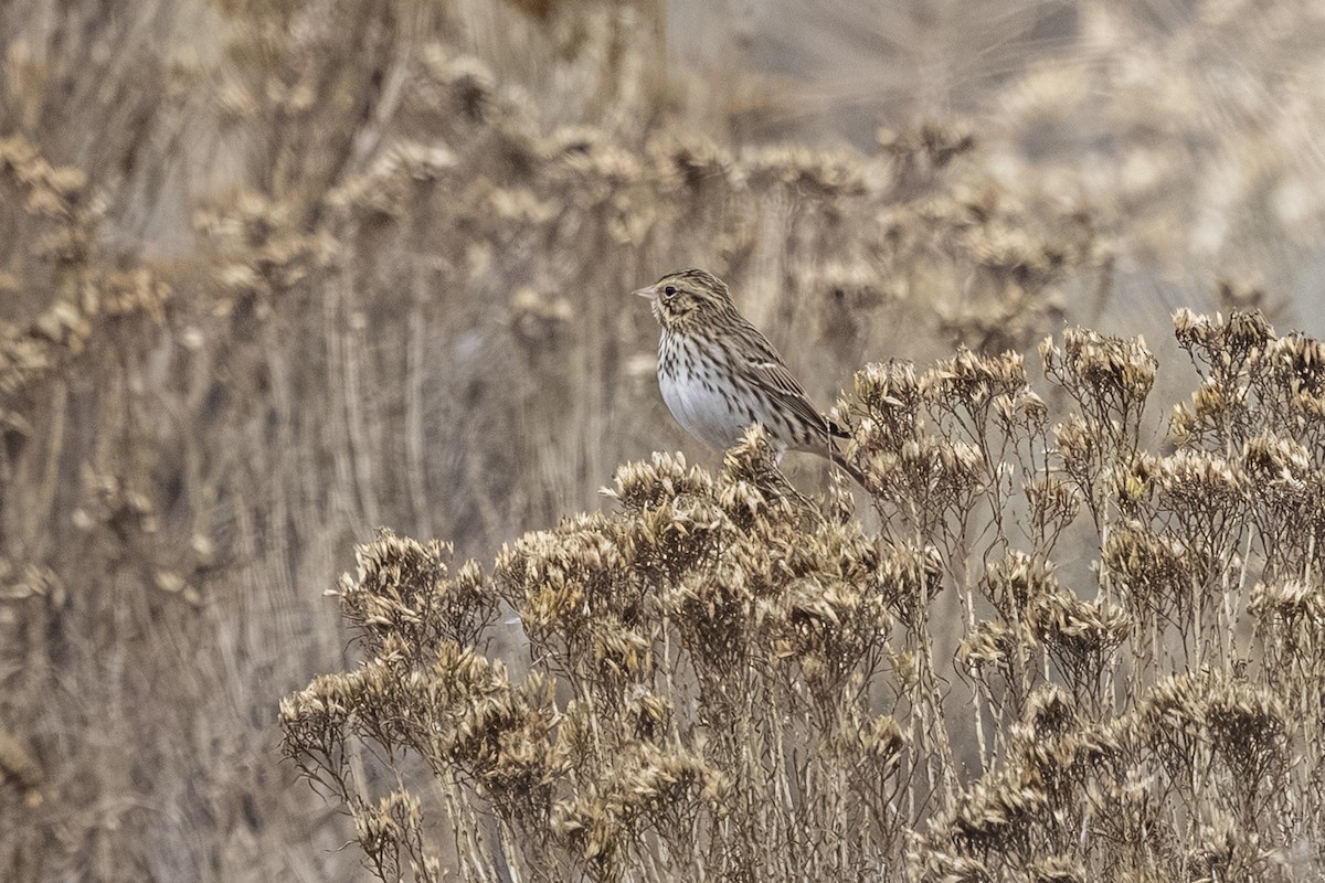 musespurv - ML644682884