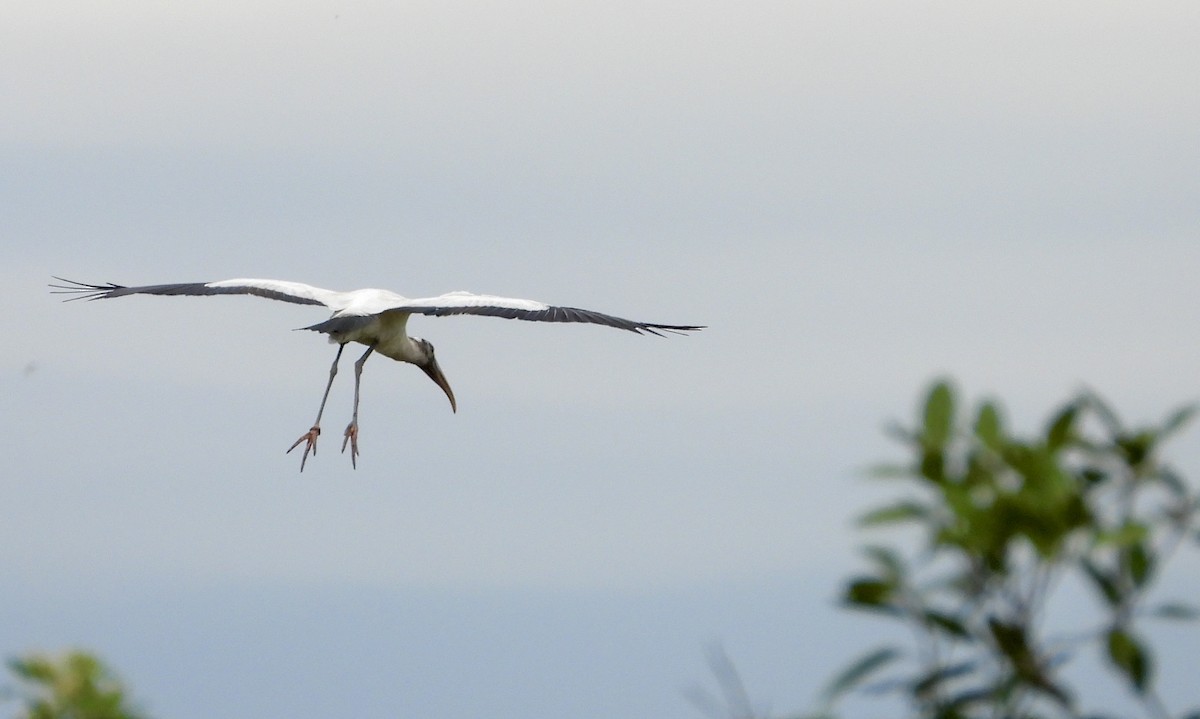 amerikastork - ML644682885