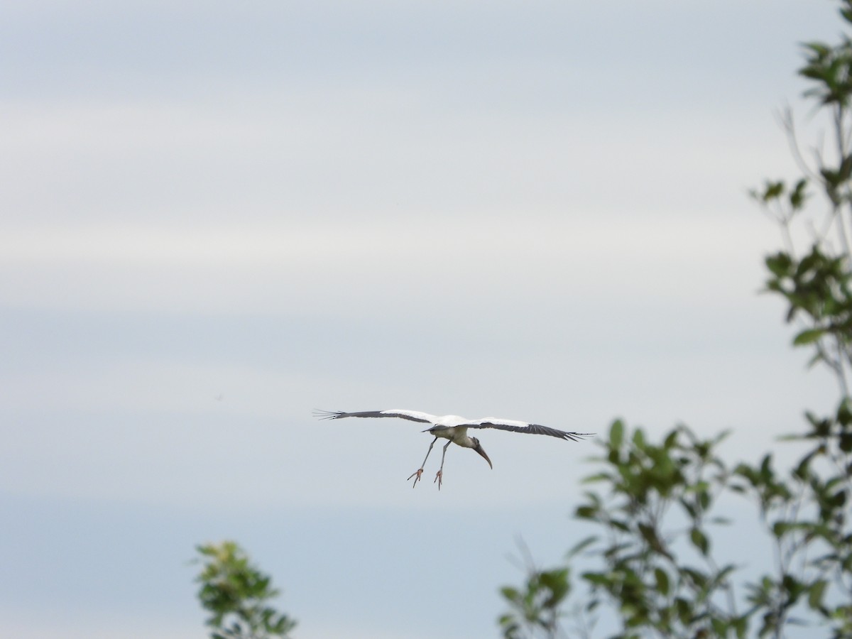 amerikastork - ML644682886