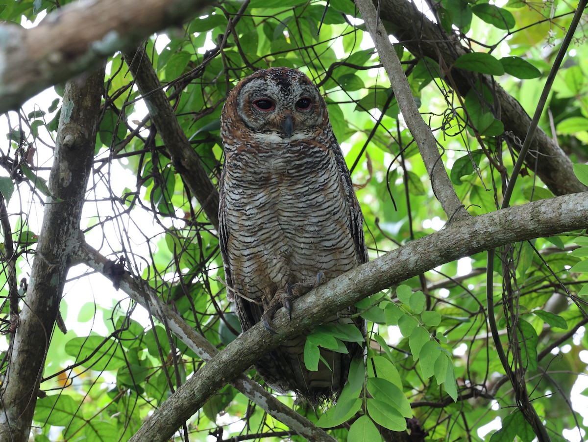 hinduugle - ML644682887