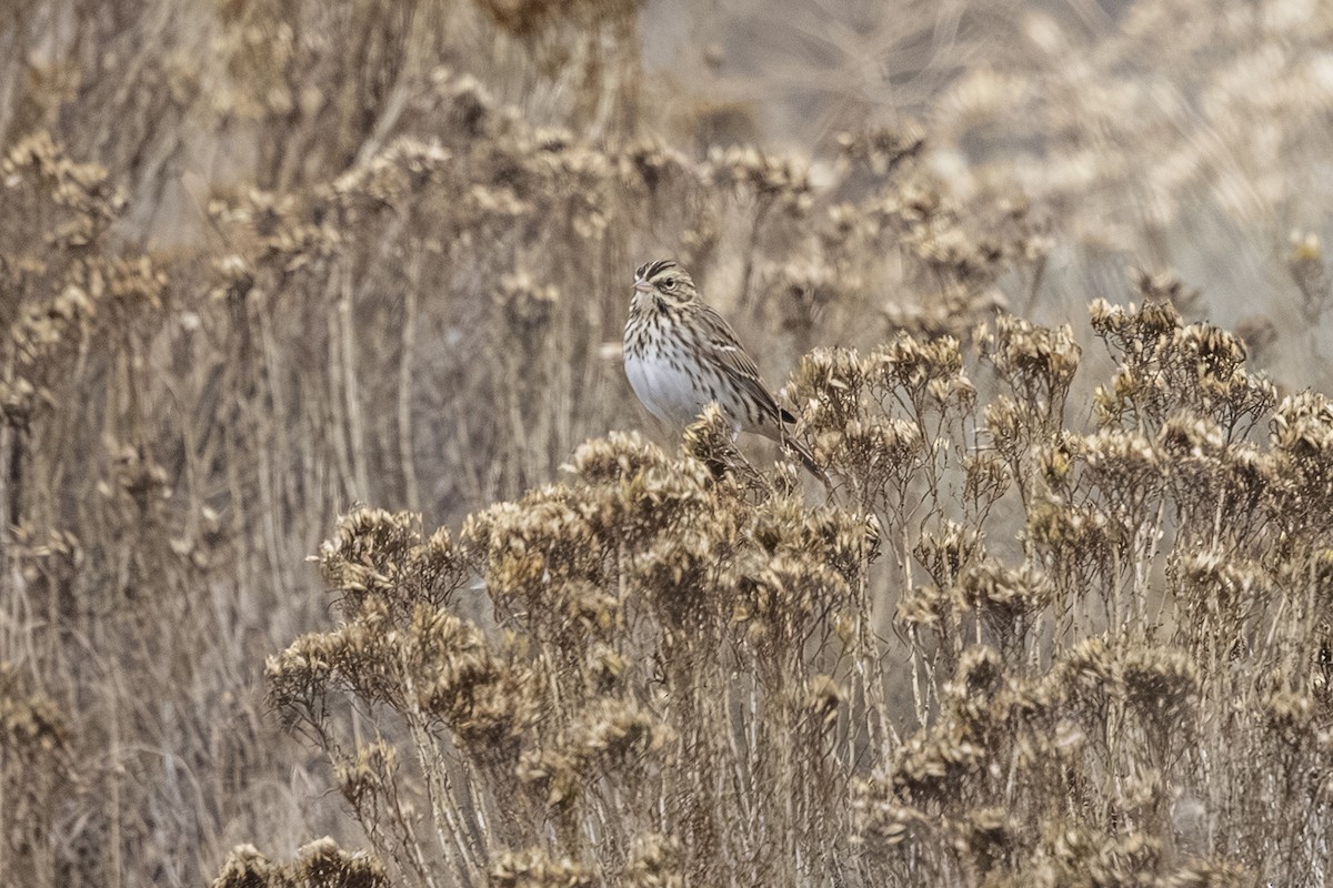 musespurv - ML644682890