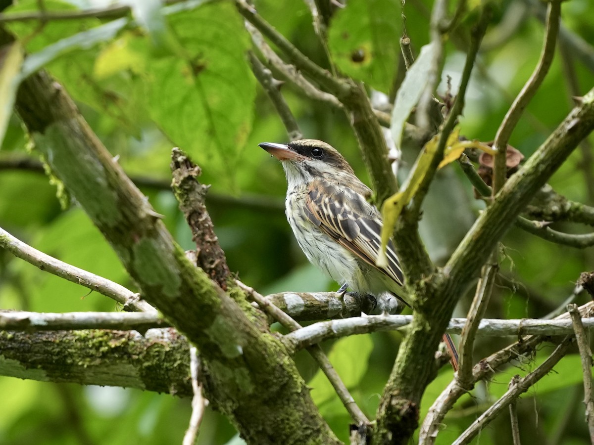 stripetyrann - ML644682891