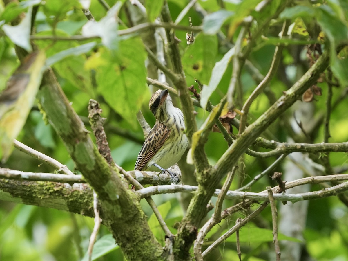 stripetyrann - ML644682892