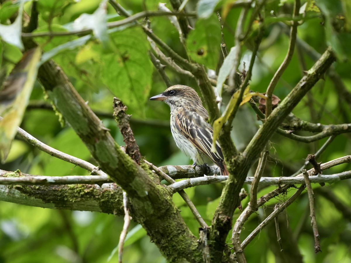 stripetyrann - ML644682893