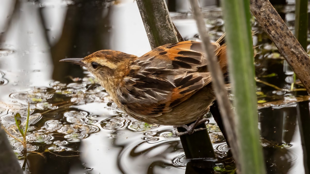 sivkryper - ML644682894