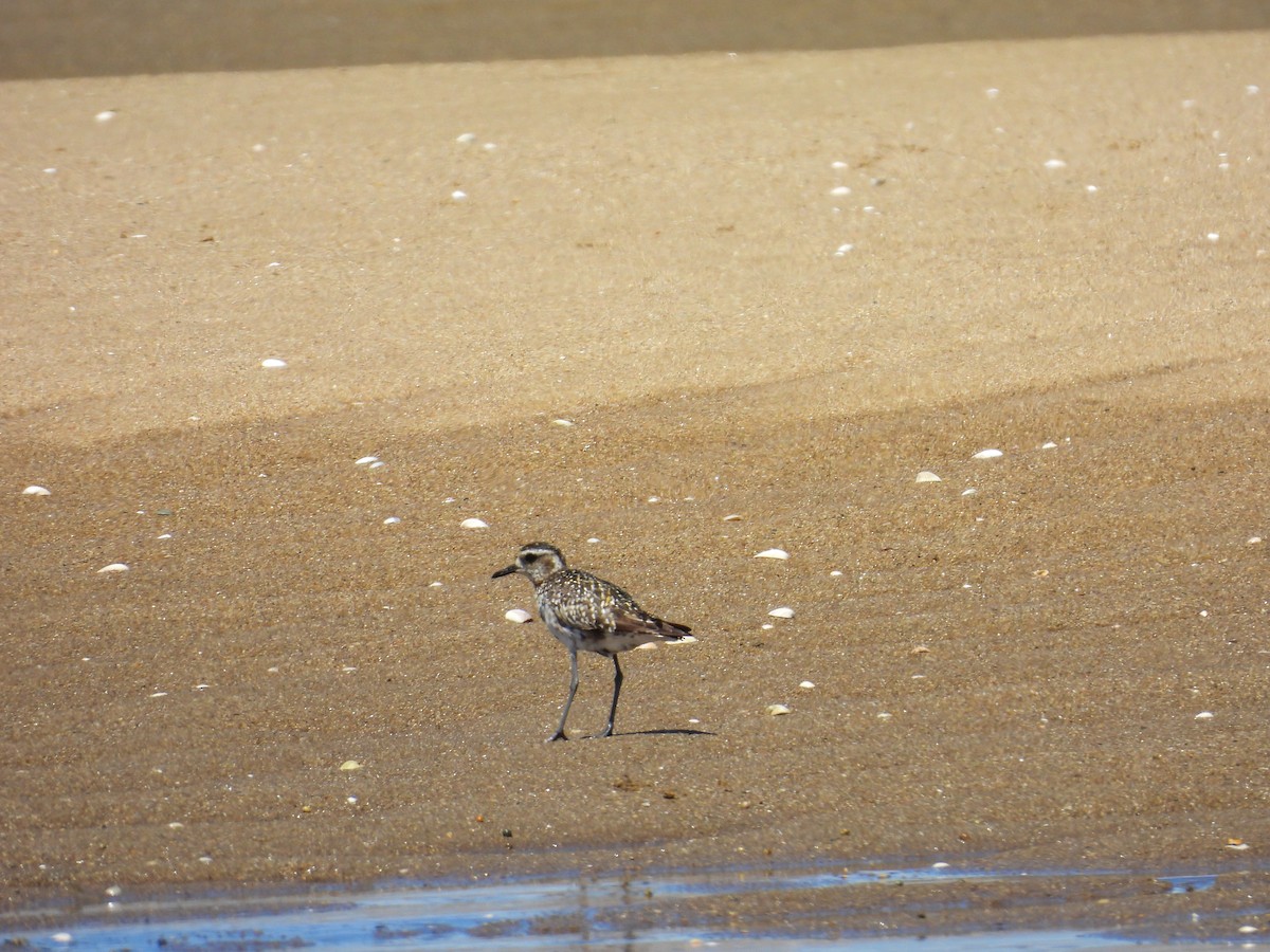 sibirlo - ML644682895