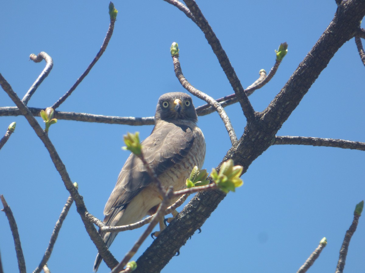 veivåk - ML644682896