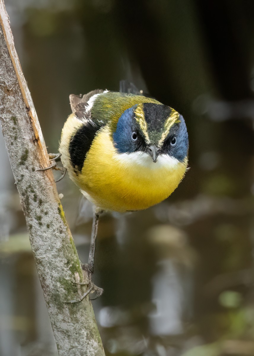 fagertyrann - ML644682897