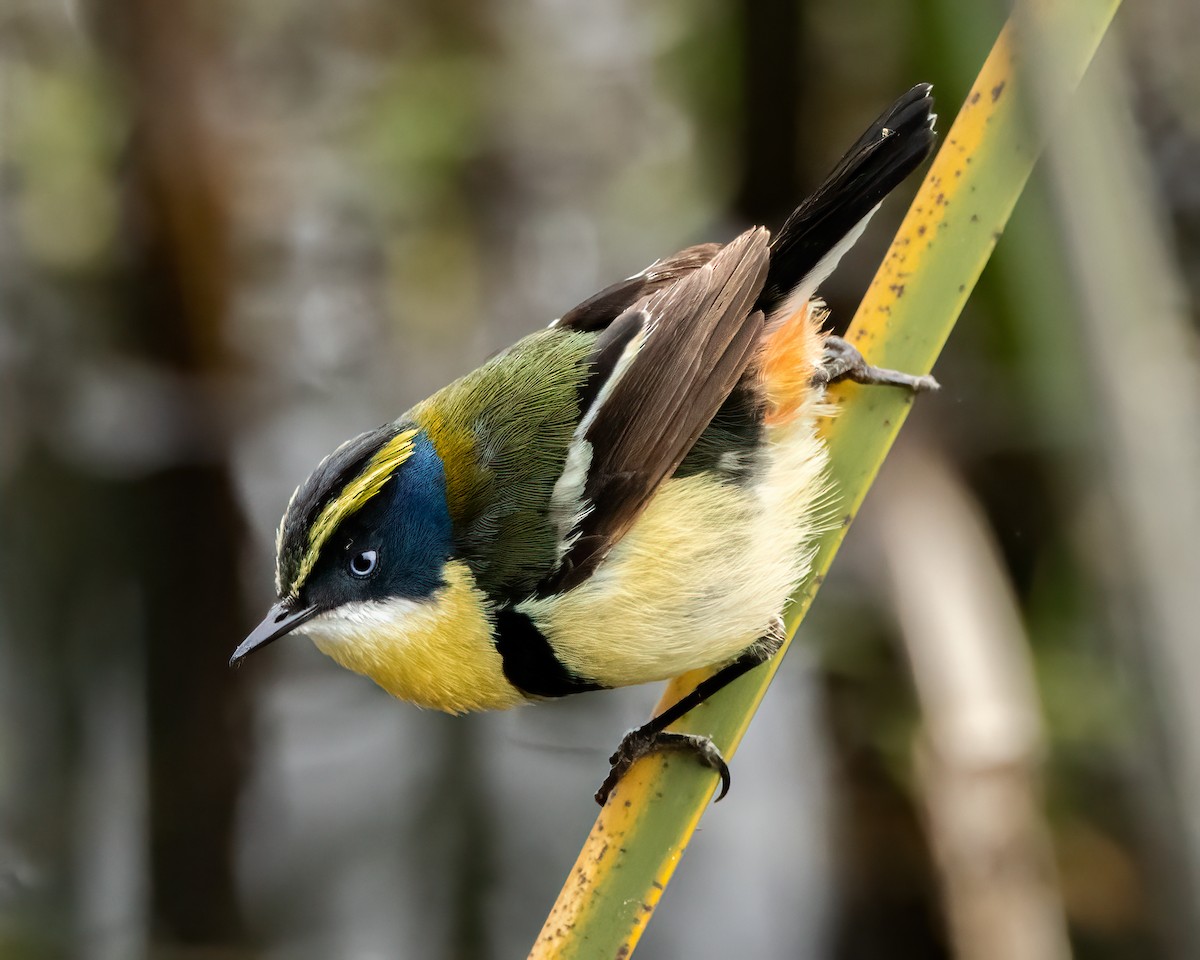 fagertyrann - ML644682898