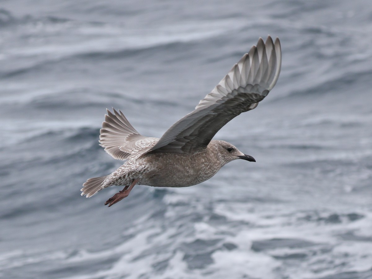 grønlandsmåke (thayeri) (eskimomåke) - ML644682900