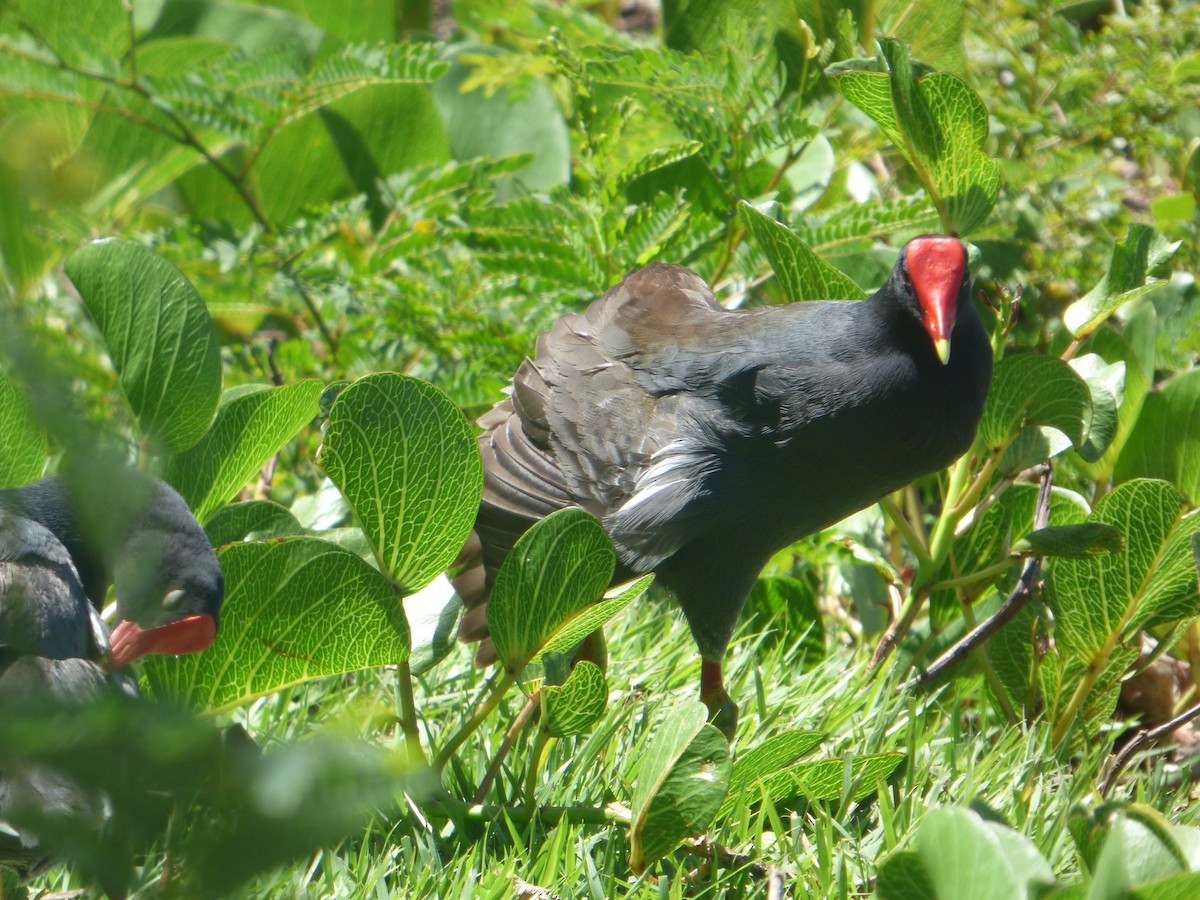 amerikasivhøne - ML644682901