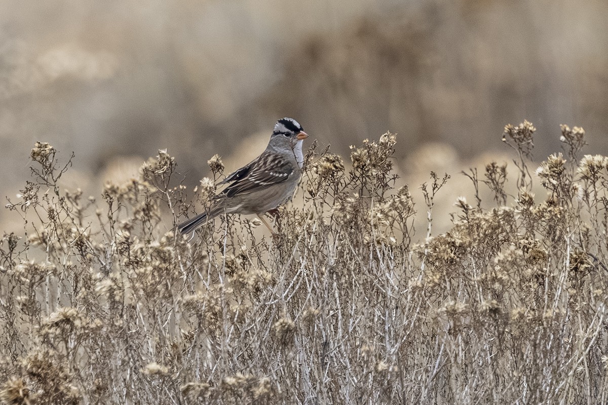 hvitkronespurv - ML644682902