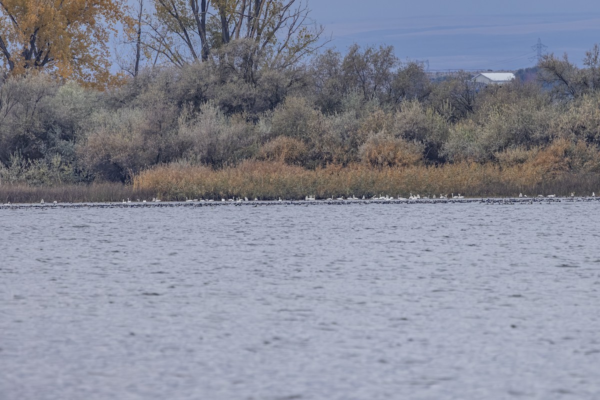 Американский лебедь - ML644682905