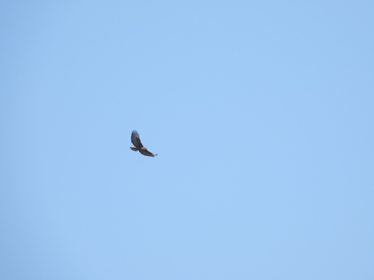 Kızıl Kuyruklu Şahin - ML644682907