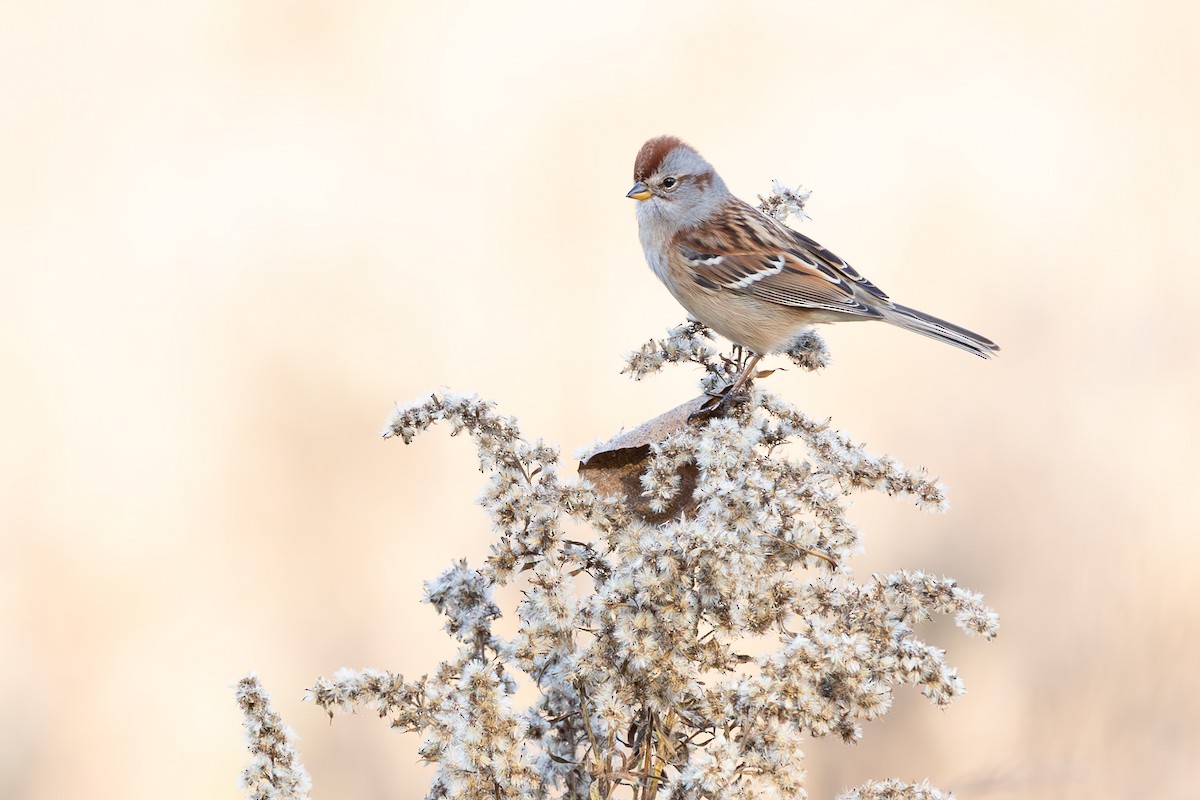 American Tree Sparrow - ML644682909