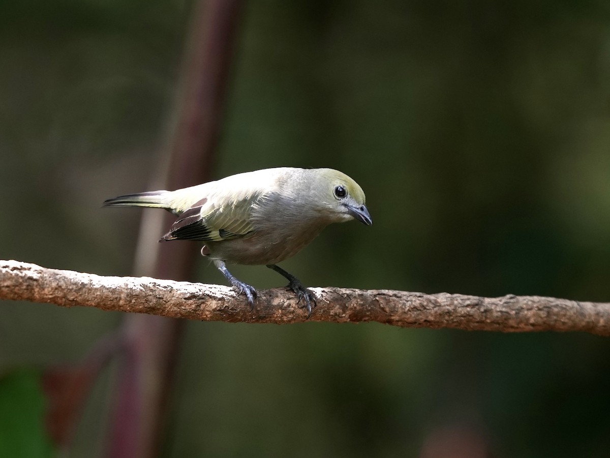 Palm Tanager - ML644682910