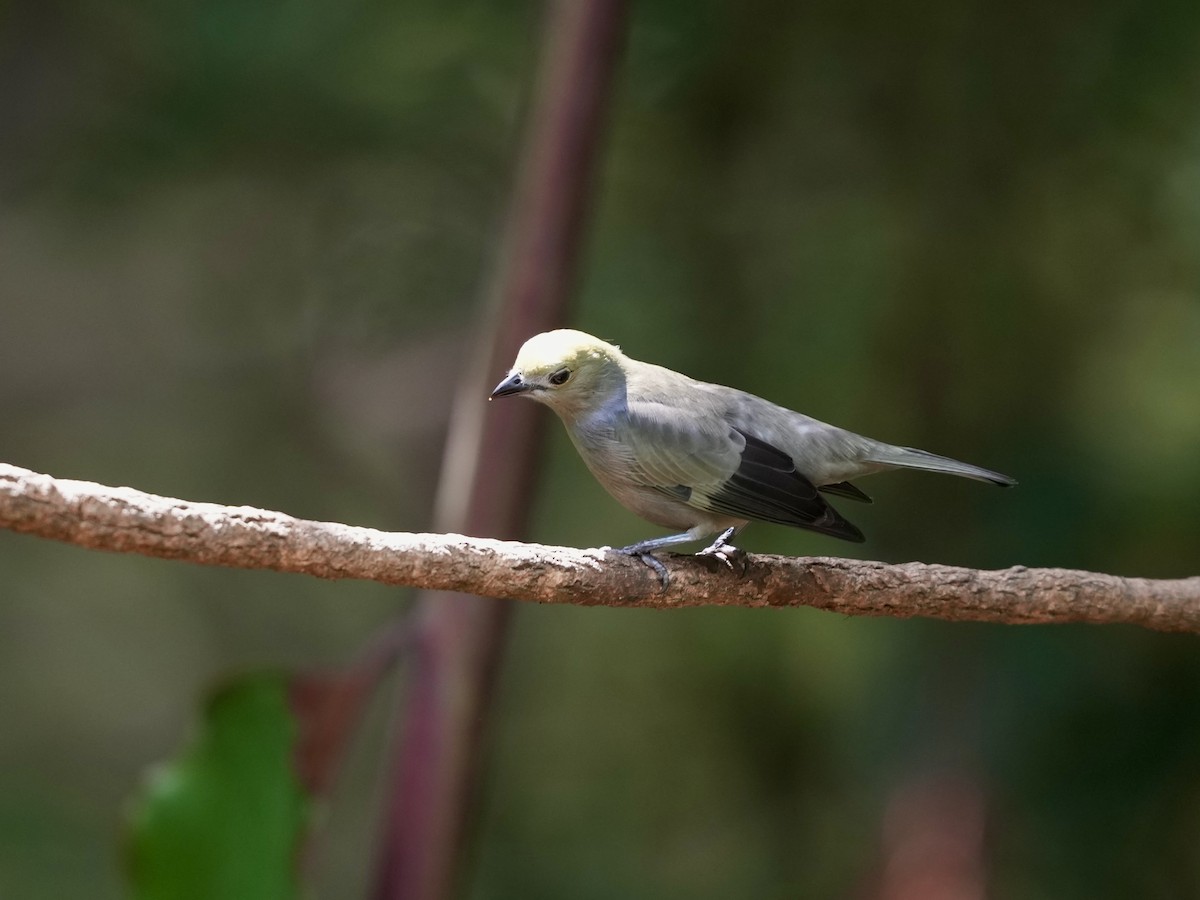 Palm Tanager - ML644682911