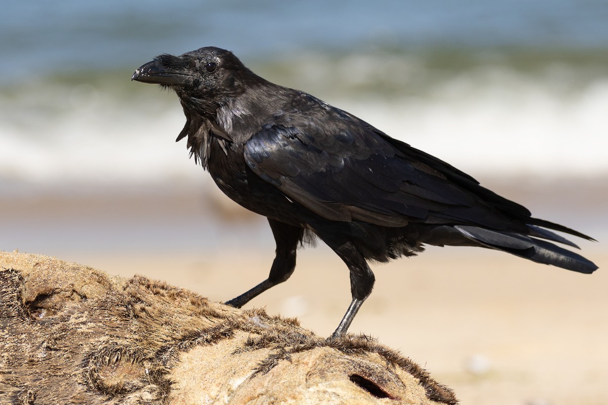 Крук звичайний - ML644682922