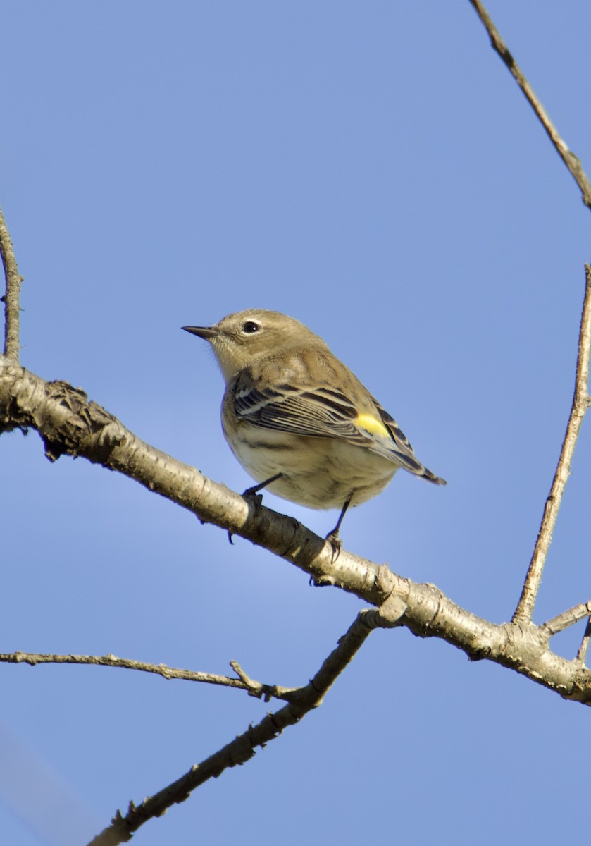 Taçlı Ötleğen - ML644682933