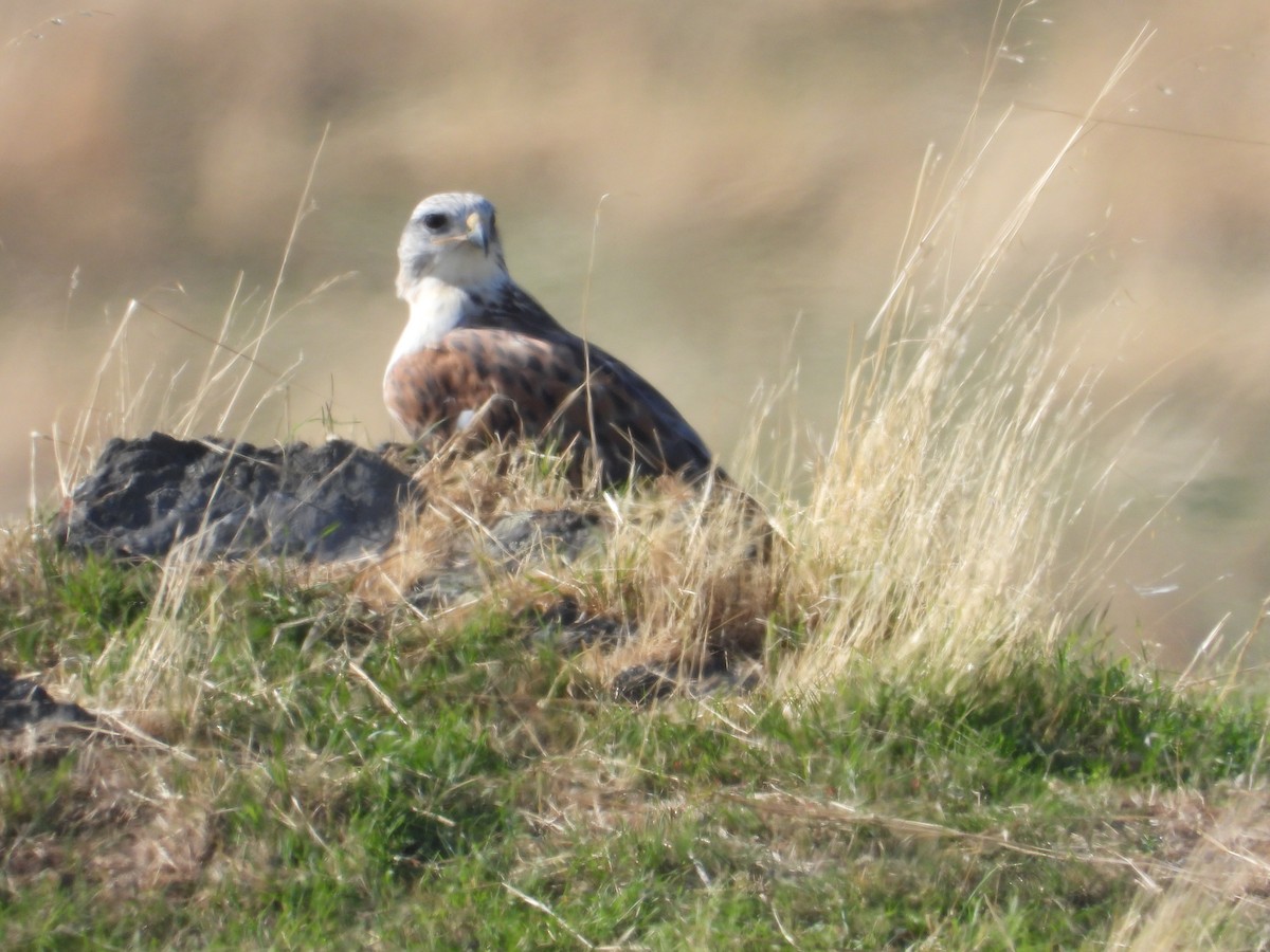 Ferruginous Hawk - ML644682935