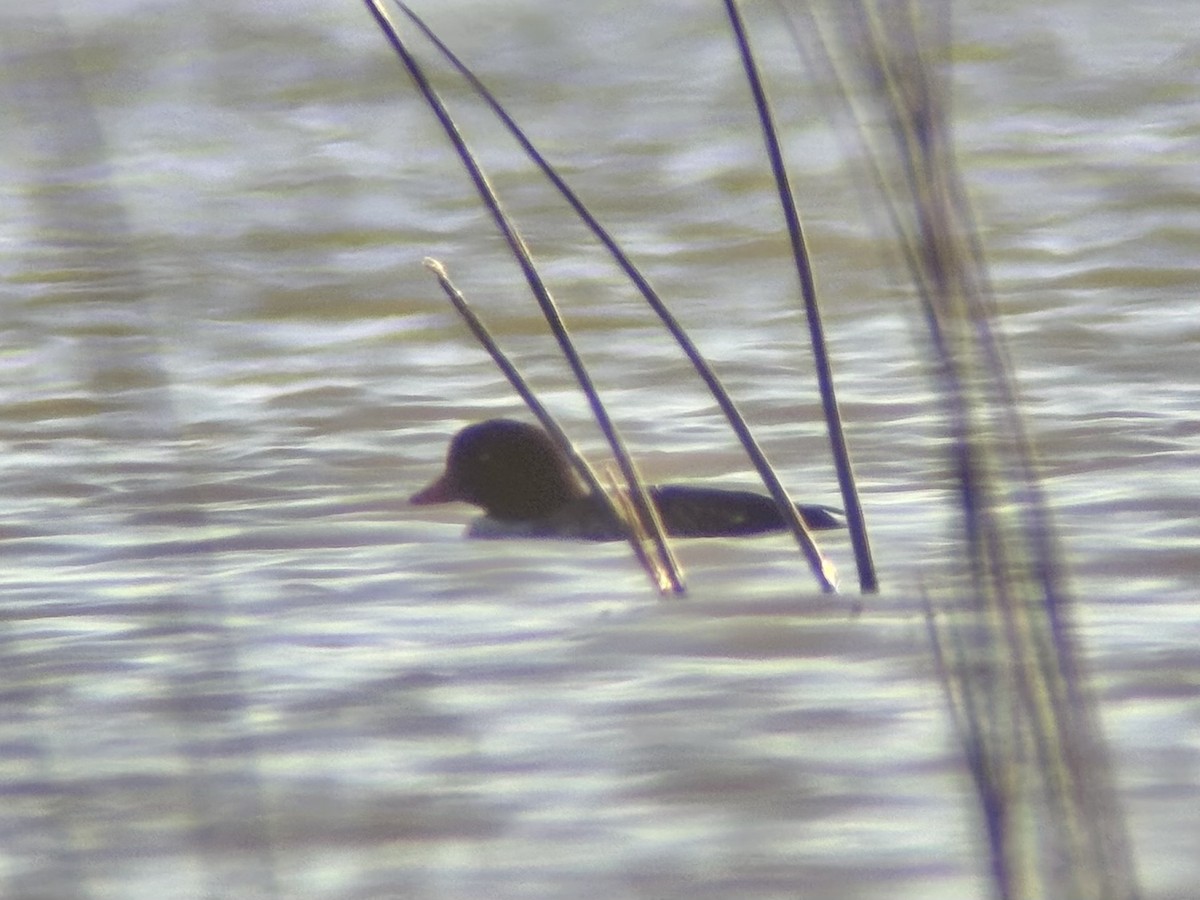 Murgilari islandiarra - ML644682936